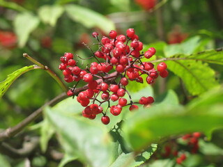 Obraz premium bright red elderberry berries in summer in sunny weather