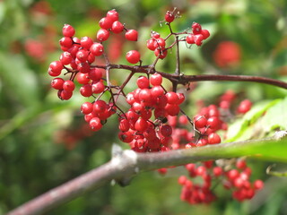 bright red elderberry berries in summer in sunny weather