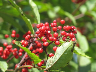 bright red elderberry berries in summer in sunny weather