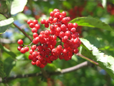 bright red elderberry berries in summer in sunny weather