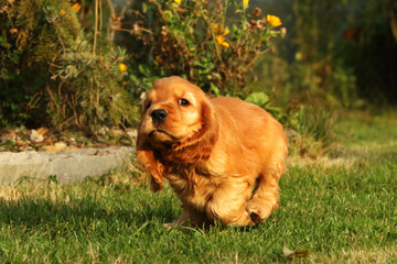Fototapeta premium Amazing, newborn and cute red English Cocker Spaniel puppy detail. Small and cute red Cocker Spaniel puppies running in the green grass.