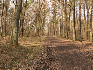 Fototapeta premium Ein langer Weg zum Ziel Weg Straße