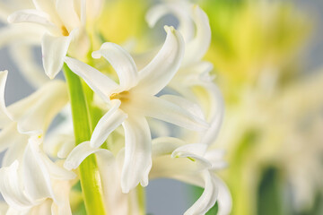 Obraz na płótnie Canvas White hyacinth flower, macro isolated against a light background. The branch of hyacinth with flowers, buds