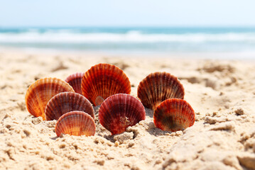beautiful seashells in the sand on the sea coast