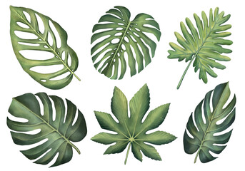 Tropical set of plants on a white background. Watercolor hand painted, summer clipart, palm leaves