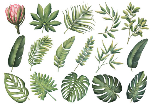 Tropical set of plants on a white background. Watercolor hand painted, summer clipart, palm leaves