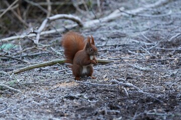 Eichhörnchen