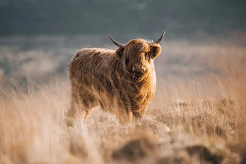 Fotobehang Schotse hooglander hooglandkoe in het veld