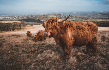 highland cow in a field - obrazy, fototapety, plakaty