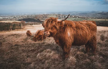 Papier Peint photo Highlander écossais vache highland dans un champ