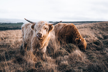 scottish highland cow in a field - obrazy, fototapety, plakaty