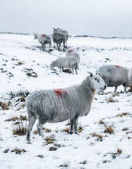 Naklejka premium sheep in snow