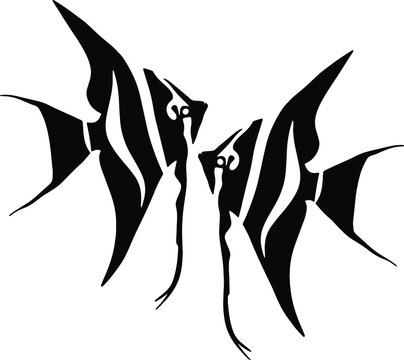 Illustration of a scalar. Aquarium tropical fish. An animal from a river or lake. Vector