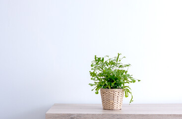 Beautiful Indoor plant small green tree in pot on wooden table in front of white wall in living room. 
