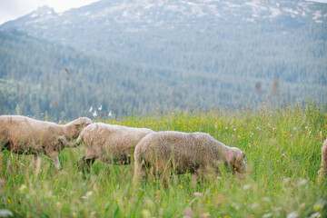 Eine Schafherde auf einer Weide mit hohem safitgem grünen Gras in den Alpen Vorarlbergs.