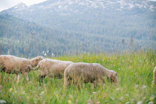 Eine Schafherde auf einer Weide mit hohem safitgem gr&uuml;nen Gras in den Alpen Vorarlbergs.