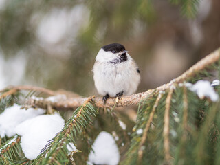 Cute bird the willow tit, song bird sitting on the fir branch with snow in winter