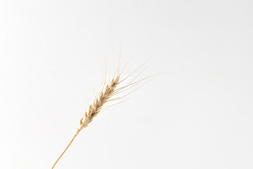 Obraz premium One spikelet on white, rye, wheat. Close up