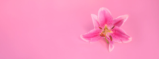 Fototapeta na wymiar Banner: The concept of women's or valentines day. Pink lily flower on a colour background, copy space