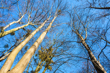 Spring trees against the blue sky viewed from below