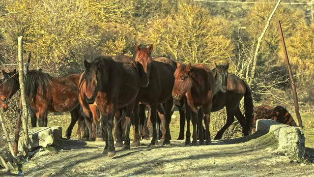 Horses of the Pentro breed, Samnium Pentrum, grazing in the wetland of the Pantano Zittola. Montenero Val Cocchiara, Province of Isernia, Molise