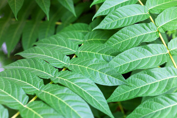 Green leaves of ailanthus supreme. Ailanthus altissima. Chinese ash