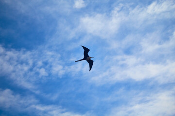 gaviota sobre volando el mar 