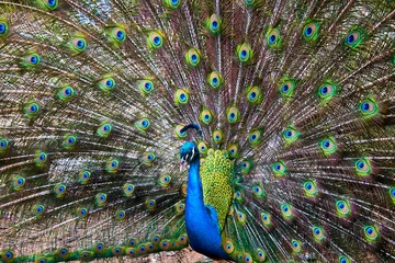 Fotobehang close up de pavo real mostrando sus miles de ojos en el plumaje  © Alex Borderline