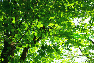 Fototapeta premium Background material photo of brightly colored fresh green leaves