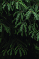 Young spruce branches in the botanical garden 