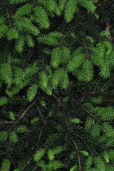 Young fir branches in the botanical garden 