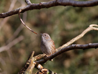 Dunnock on a branch
