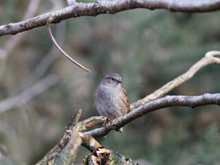 Dunnock on a branch