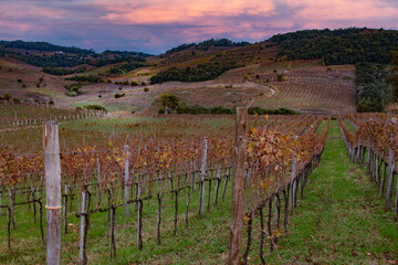 Vineyard landscape in sunset.