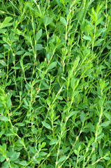The grass Polygonum aviculare grows in nature