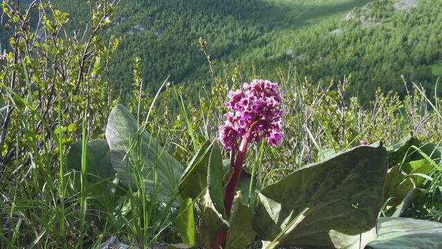 Siberian-tea, Badan, Leather bergenia (Bergenia crassifolia) in Altai mountain . Medicinal plant, medicine of Tibet, Prairie subalpine, dwarf bush. 2800 a.s.l.