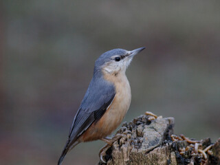 nuthatch on a trunk