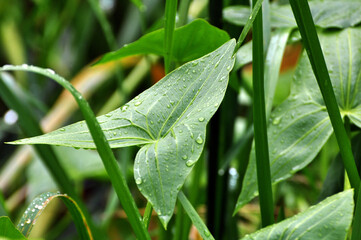 Sagittaria sagittifolia grows in water with a slow flow