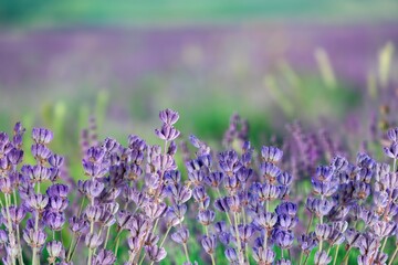 Lavender bright blooming flowers in color of the year 2022 blue very peri, nature