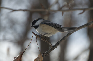 Obraz premium Black-capped chickadee on a branch