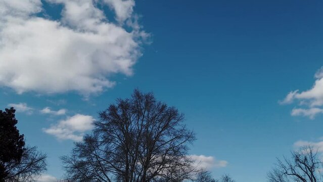 Hyper lapse of clouds moving by over trees during the day