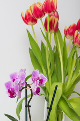 Bouquet of yellow-red tulips on a white background. In the foreground is an orchid.