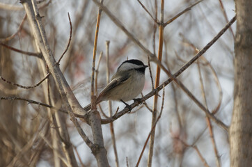 Black-capped chickadee on a branch