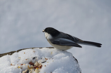 Fototapeta premium Black-capped chickadee checking out bird seeds and nuts