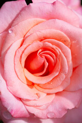 Blooming pink rose close up