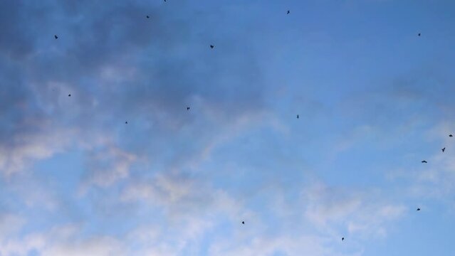 Dance of insects in air, flying blood-sucking insect. Swarming, disorderly flight but stochastic order.