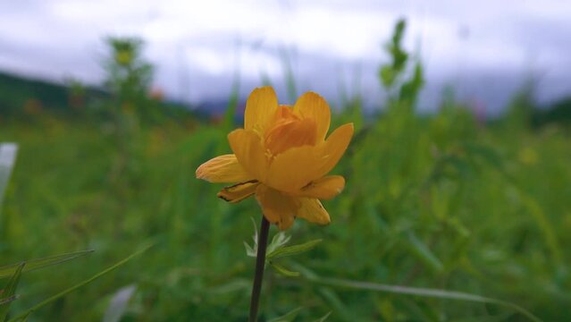 Altai globeflower (Trollius altaicus, Trollius asiaticus) in the forest meadows of Altai mountains.