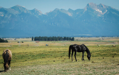 Obraz premium horses grazing in the mountains