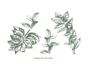 342_zamioculcas_zamioculcas, graphic drawing, set of leaves of an exotic plant on a white background