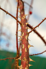 sharp thorns on the rosehip trunk close-up